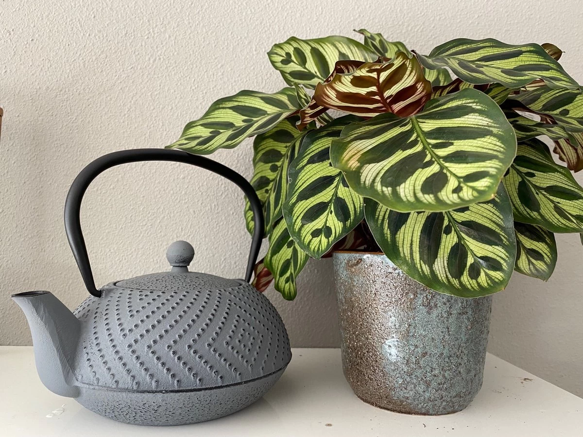 Bredemeijer Theepot Fujian 1.2L Met Filter Warm Grijs 8 Bredemeijer Theepot Fujian 1.2L Met Filter Warm Grijs - Afbeelding 6